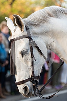 Detail of the head of a white