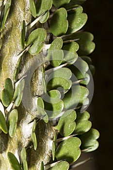 Detail of heart shaped leaves and thorns of Alluaudia adscendens photo