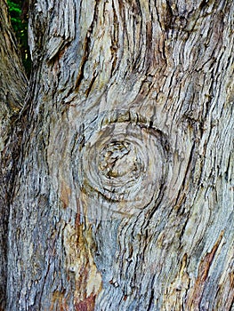 Detail of Heavily Textured Tree Bark