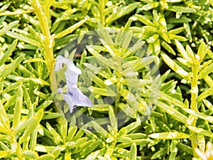 Detail of hedge in the castle garden. Lush foliage