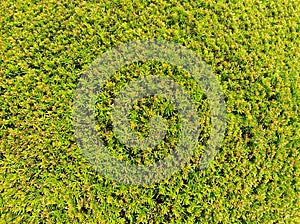 Detail of hedge in the castle garden. Lush foliage