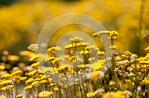 Helichrysum italicum photo