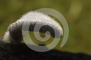 Detail Hericium erinaceus mushroom white fungus with hairs tree trunk horizontal