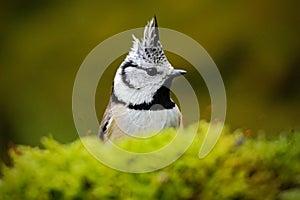 Detail hidden portrait of bird, Crested Tit, black and yellow songbird sitting on the nice lichen tree branch with, little bird in