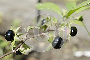 Detail of highly toxic Belladonna fruit