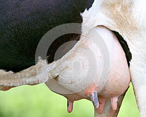 Detail of holstein cow udder