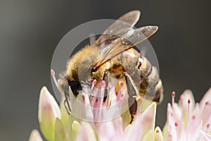 Detail of honey bee on the flower in garden