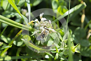 Detail of honeybee in Latin Apis Mellifera,