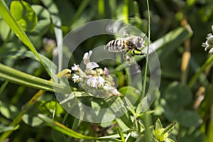 Detail of honeybee in Latin Apis Mellifera,