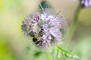 Detail of honeybee in Latin Apis Mellifera, european or western honey bee sitting on the violet or blue flower