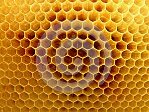 Detail of honeycomb