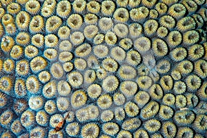 Detail of honeycomb coral photo