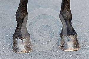 Detail of the hooves of a black horse
