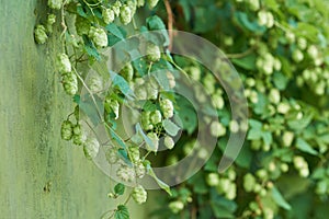 Detail of hop cones in the hop field.