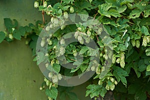 Detail of hop cones in the hop field.