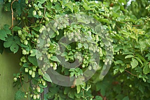 Detail of hop cones in the hop field.