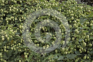 Detail of hop cones in the hop field