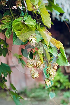 Detail of hop cones in the hop field