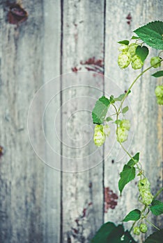 Detail of hop cones on a rustik style wooden background