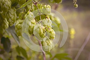 Detail of a hop plant