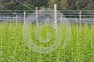 Detail of hop plants growing high on hop poles in worldÂ´s biggest hop region Holledau in Germany