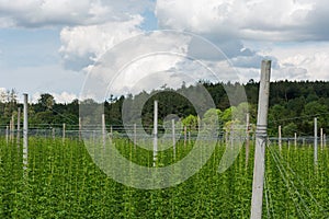 Detail of hop plants growing high on hop poles in worldÂ´s biggest hop region Holledau in Germany