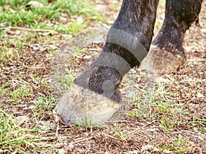 Detail horse feet on the grassy ground. Unshod hoof