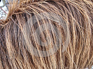 Detail of horse fur growth and composition photo