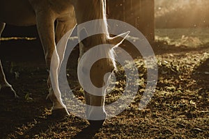 Detail of the horse head of the white mare grazing during the late summer afternoon with gold sunlight as a backlight