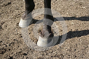 Detail of horse hooves in dirt