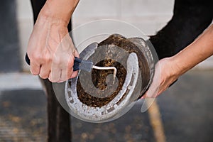 Detail of horse owner hands cleaning horse hoof with a hoof picker.