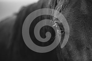 Detail of the horse`s eye with eyelashes looking straight to the camera in black and white