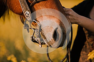 A detail of a horse with a western bridle