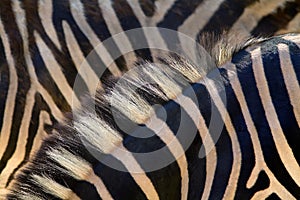 Detail horsehair zebra skin background photo
