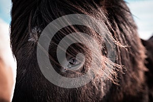 Detail on horses eyes,horses during winter in Iceland, beautiful wild horses with amazing view