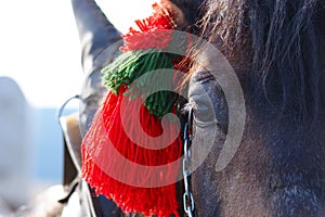 Detail Of Horses Head