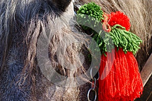 Detail Of Horses Head