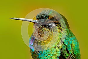 Detail of hummingbird glossy plumage. Fiery-throated Hummingbird, Panterpe insignis, colour bird sitting on larch branch. Mountain photo