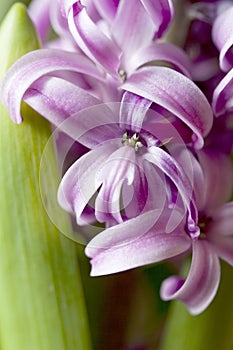 Detail of hyacinth