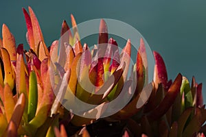 Ice Plant Carpobrotus edulis