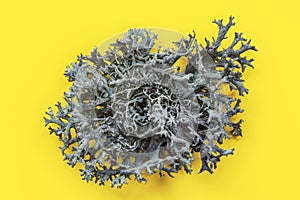 Detail of Icelandic lichen Cladonia rangiferina structure on yellow board. Abstract organic photo