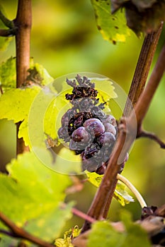 Detail of icewine grapes in a vineyard during autumn