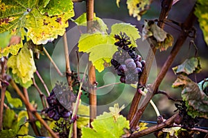 Detail of icewine grapes in a vineyard during autumn