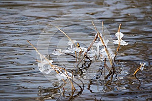 Detail of icicles on the branchlets on the river shore of Moldau in Prague photo
