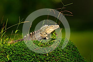 Detail of iguana. Portrait of green iguana in the dark green forest, Costa Rica. Wildlife scene from nature. Close-up face portrai