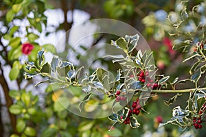 Detail of a Ilex aquifolium photo