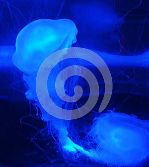 Detail of illuminated jellyfish