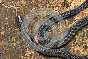 Detail Image of shiny Schmidt`s Reed Snake from Borneo , Beautiful Snake