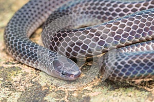 Detail Image of shiny Schmidt`s Reed Snake from Borneo , Beautiful Snake