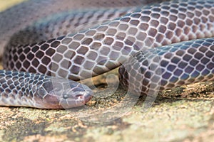 Detail Image of shiny Schmidt`s Reed Snake from Borneo , Beautiful Snake